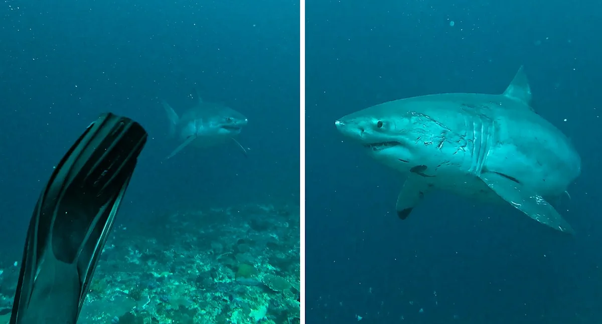 Did You See It?! The Great White Shark Sighting That Shocked Nusa Penida!